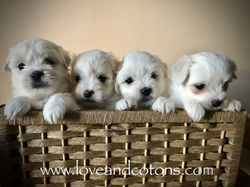 cuccioli