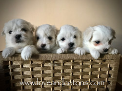 cuccioli