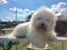 cotonbrie norma | coton de tulear | allevamento | loveandcotons | lombardia | Italia | cuccioli