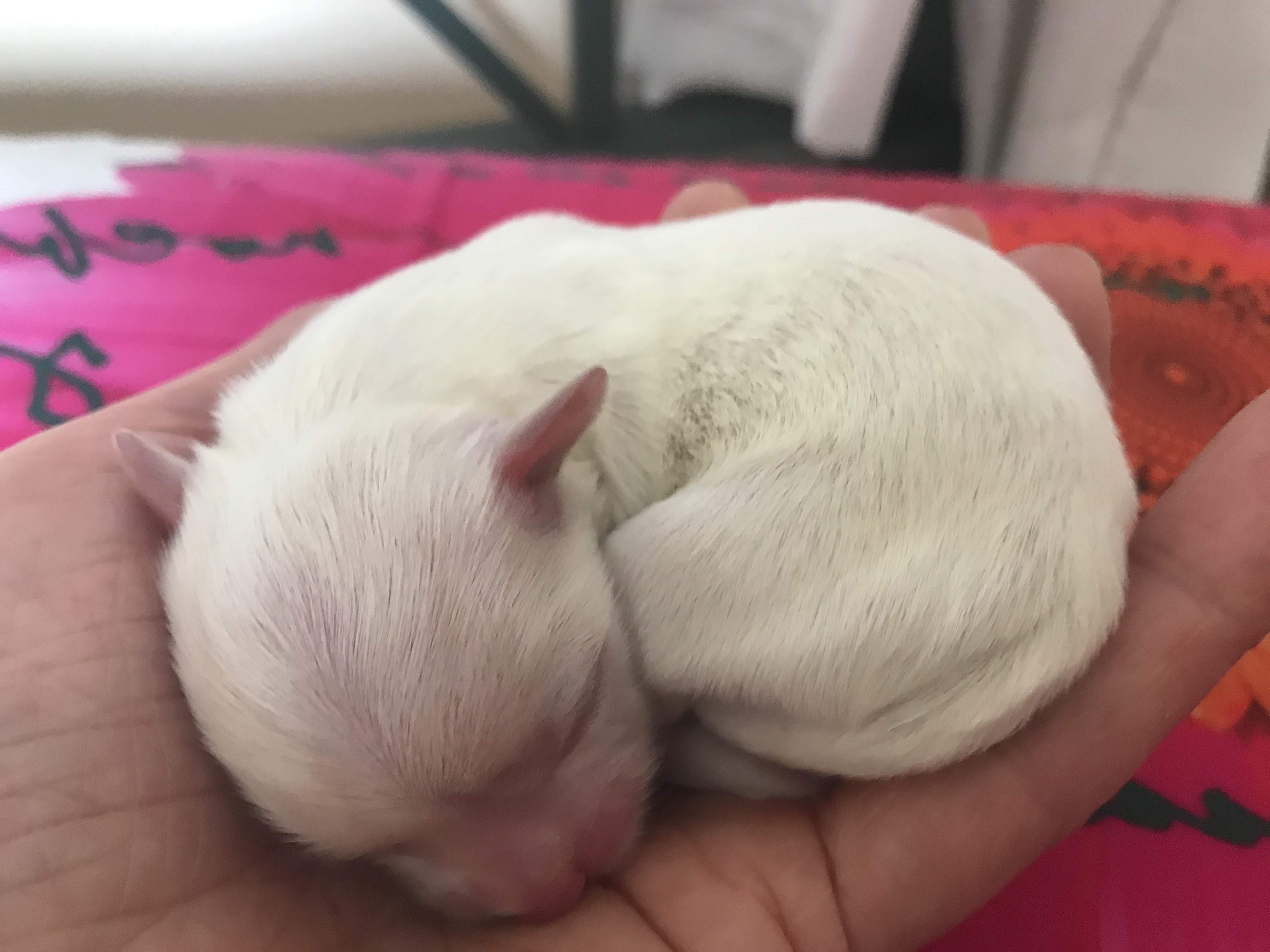 Cuccioli 24.3. 2018