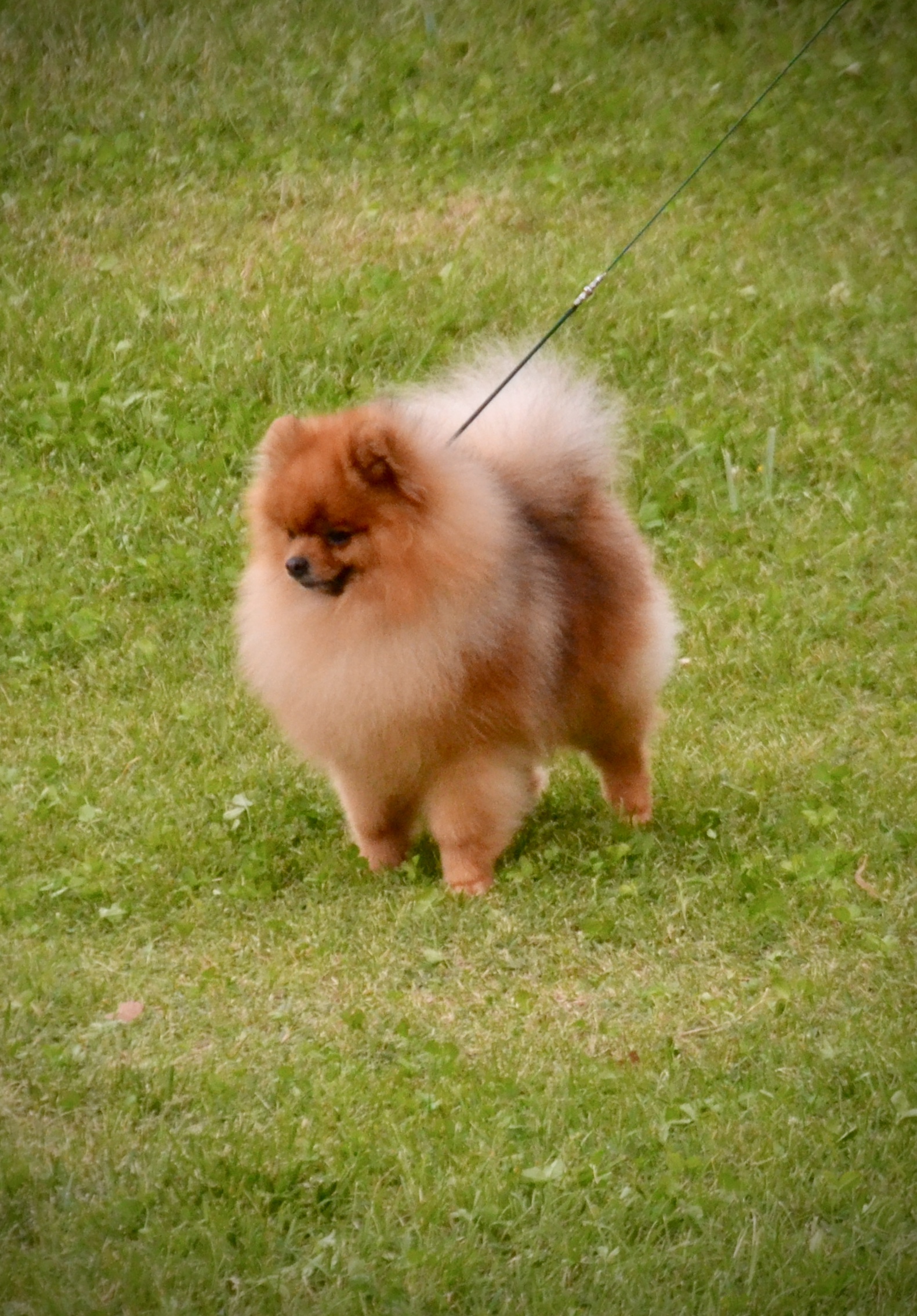 Gagà
