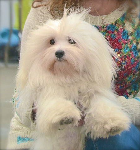Joe Dalton des Fleurs D' Aloes | coton de tulear | allevamento | loveandcotons | lombardia | Italia | cuccioli