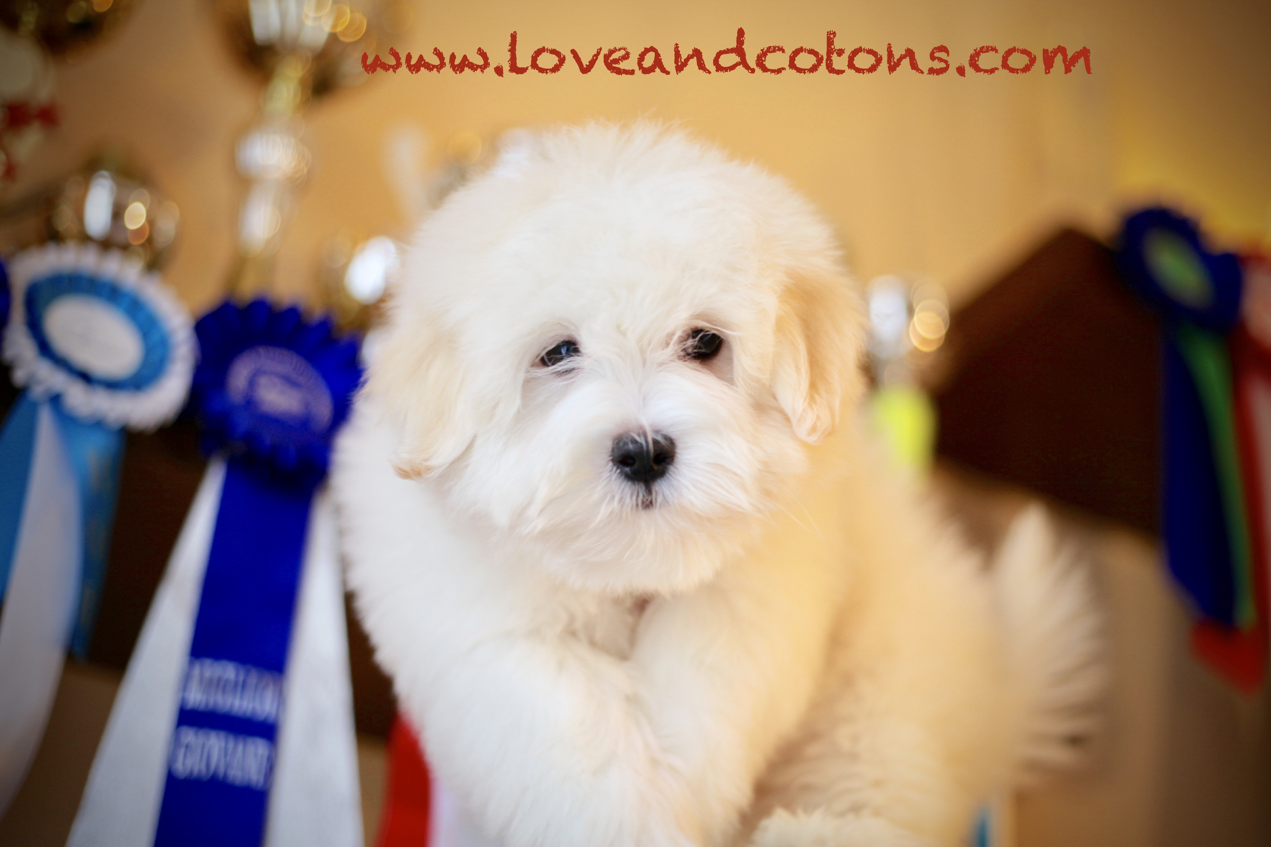 Coton de tulear
