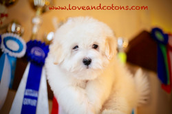 Coton de tulear