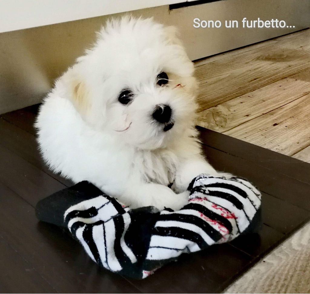 Michelangelo LoveandCotons gen 2018