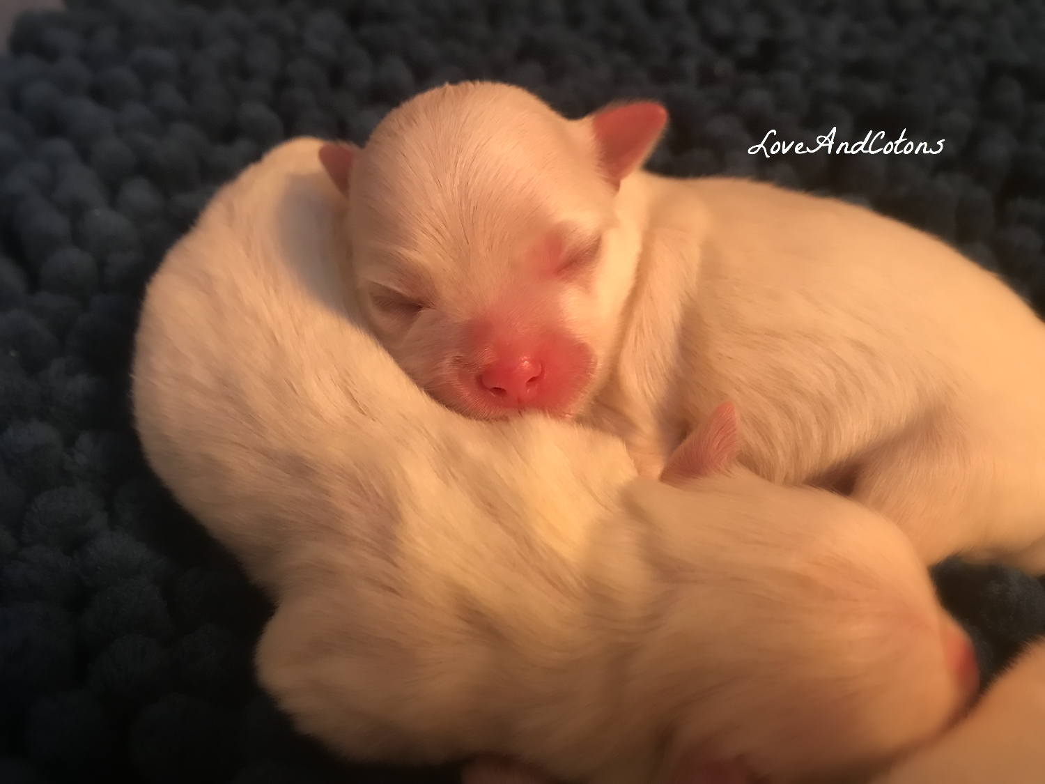 Cucciolata Coton de Tulear