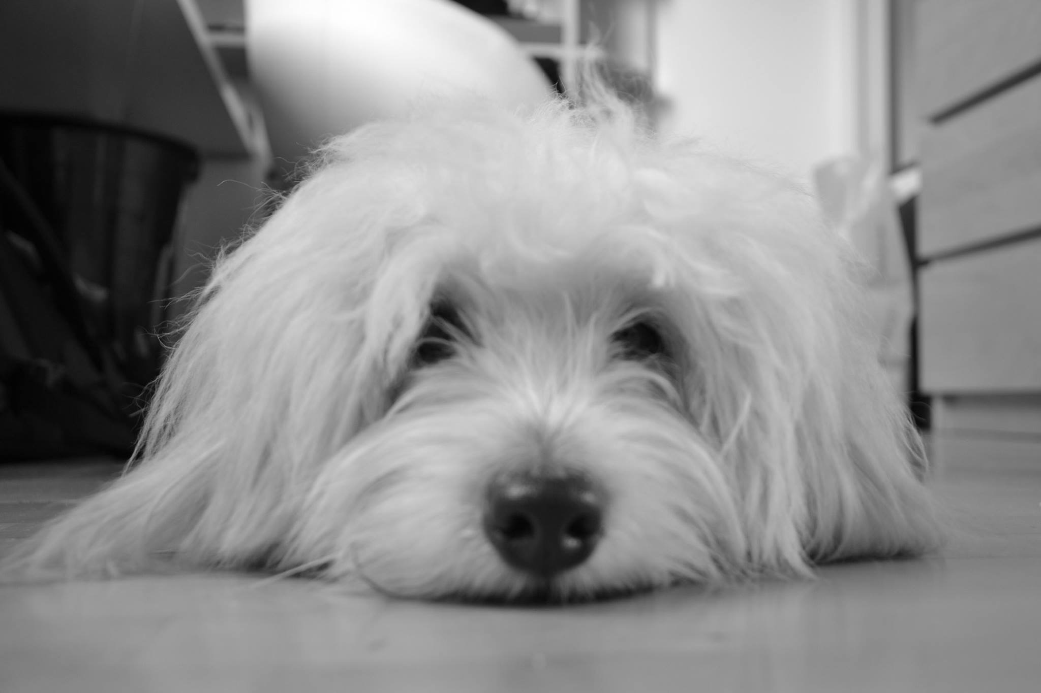 Skipper LoveandCotons - Milano1
