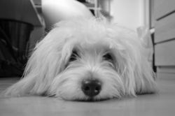 Skipper LoveandCotons - Milano1