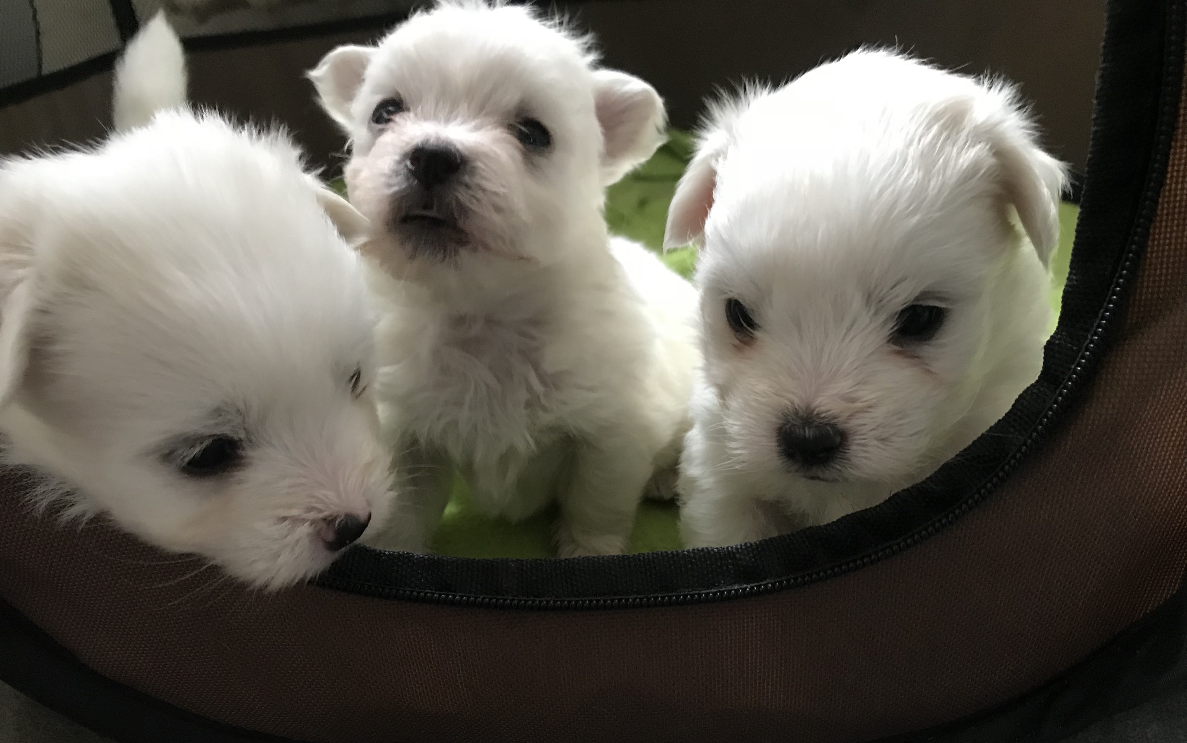 cuccioli Kissy 2018
