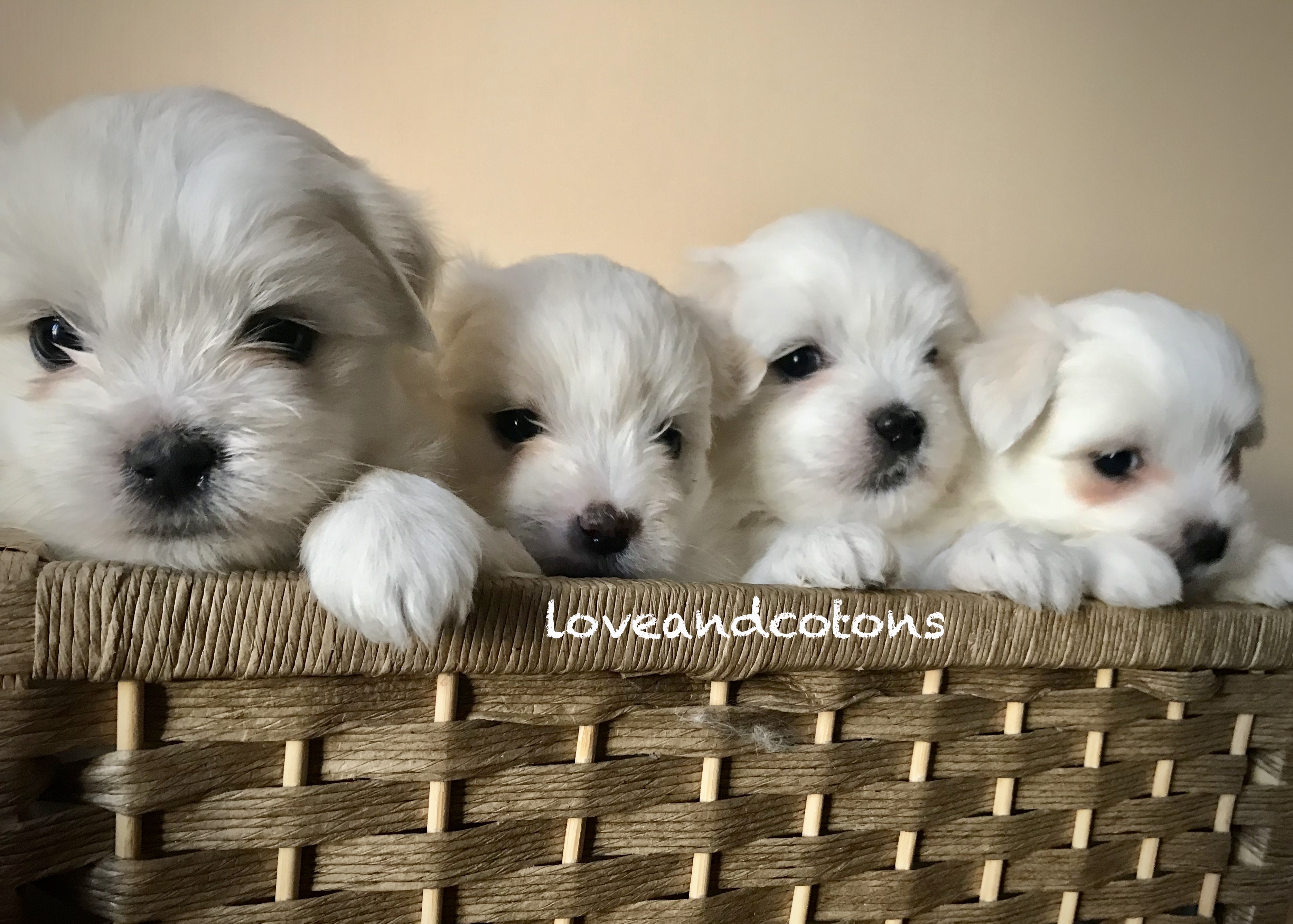 cuccioli