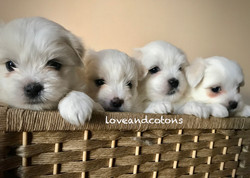 cuccioli