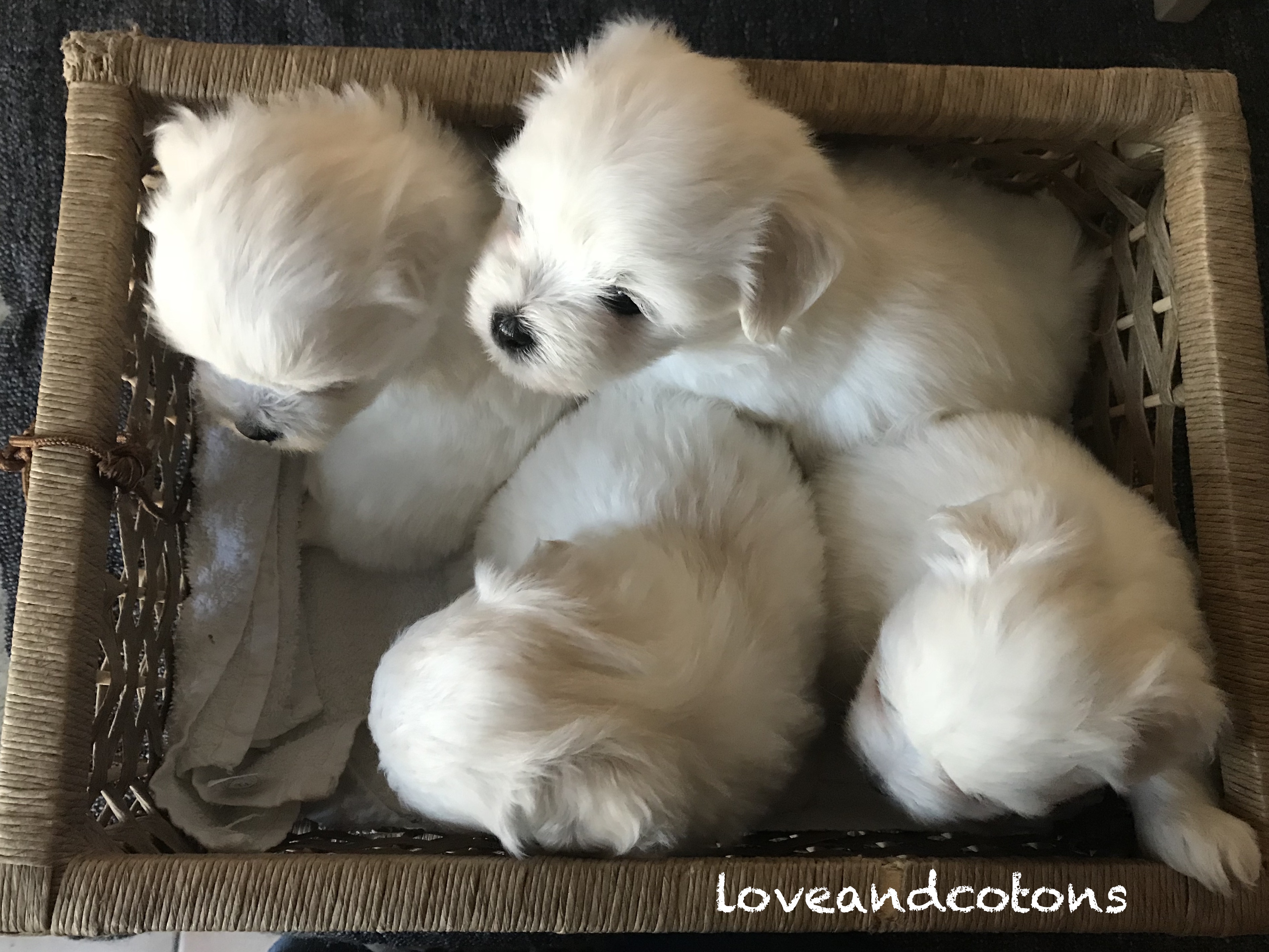 cuccioli