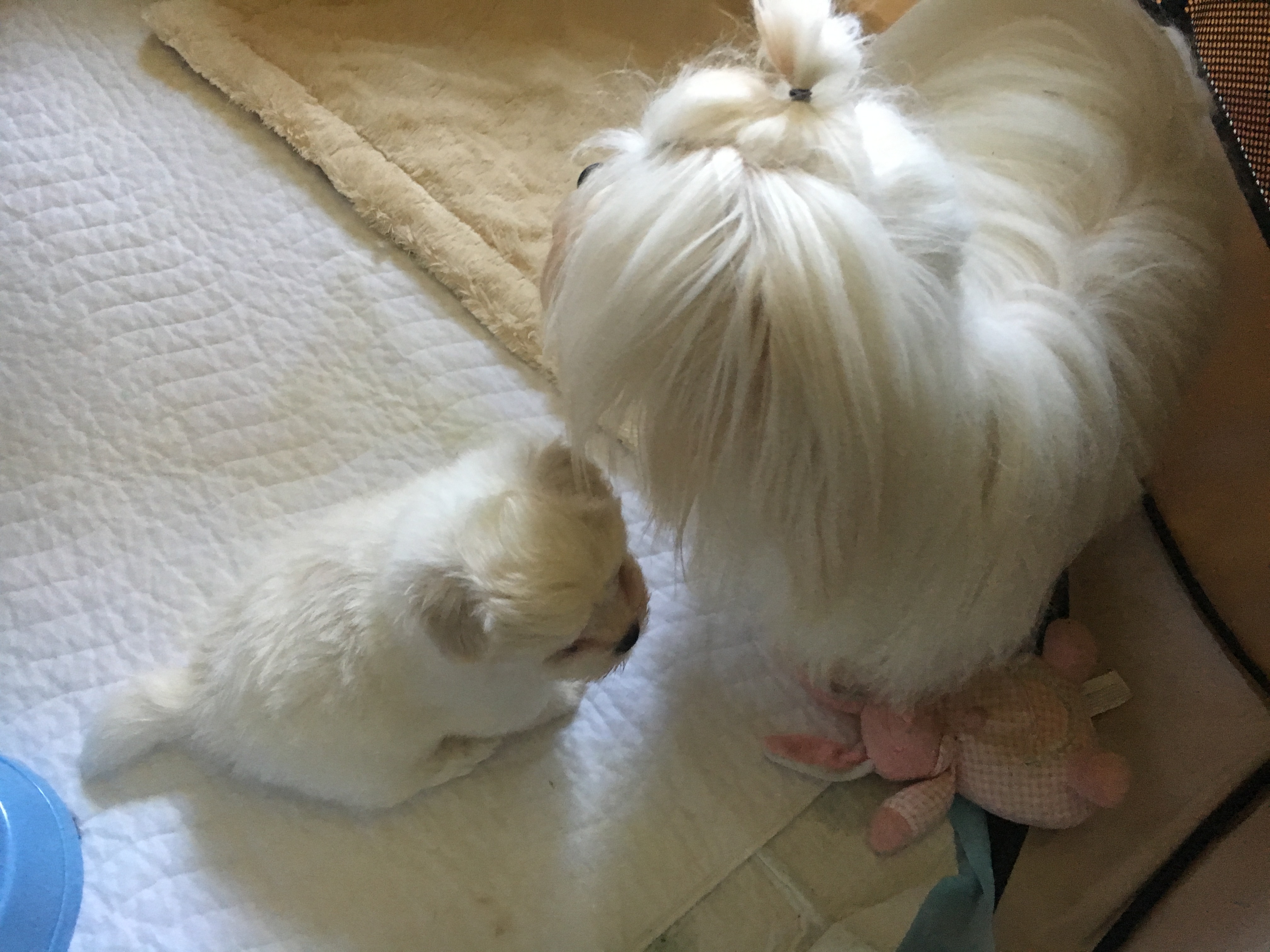 Kissy