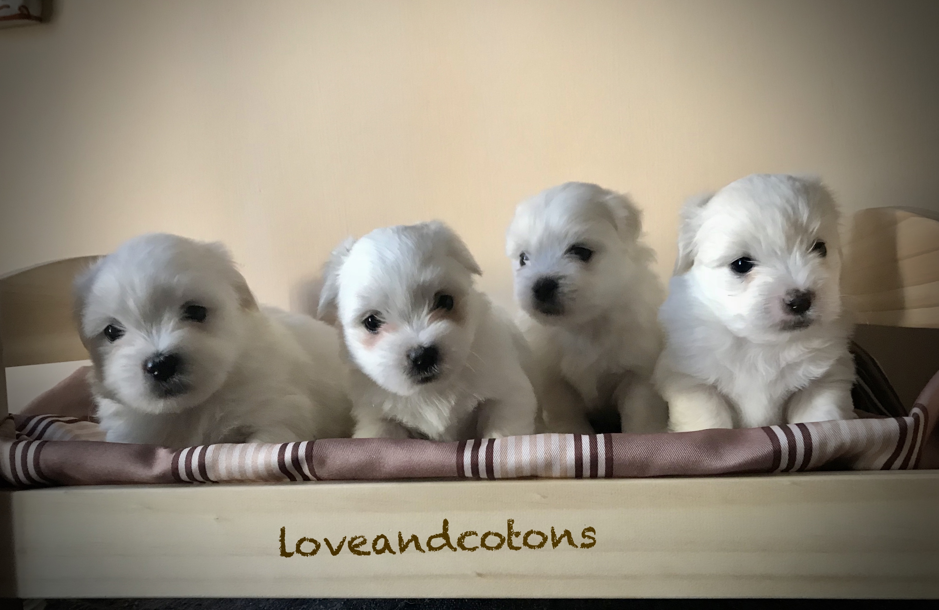 cuccioli