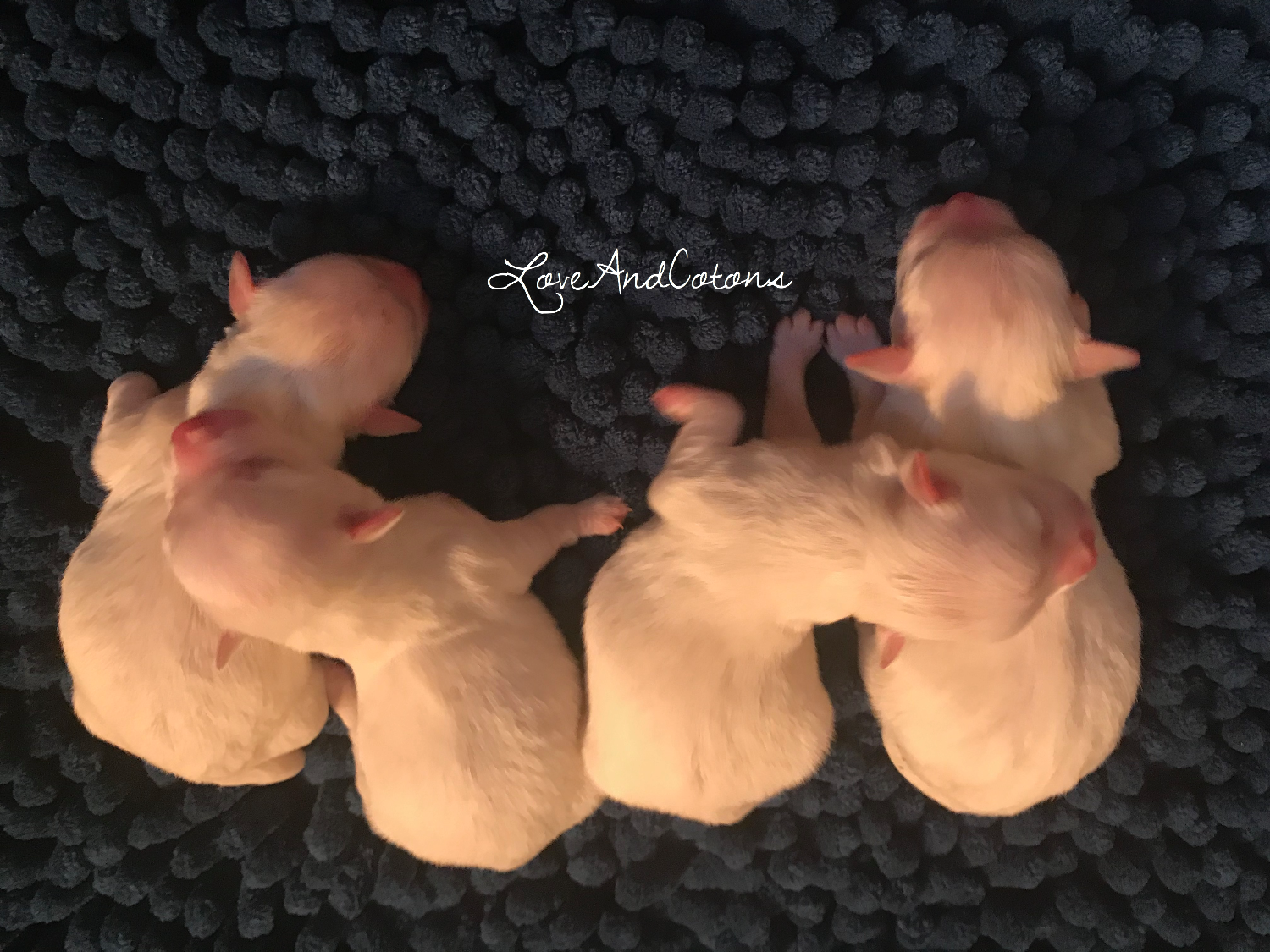 Cucciolata Coton de Tulear