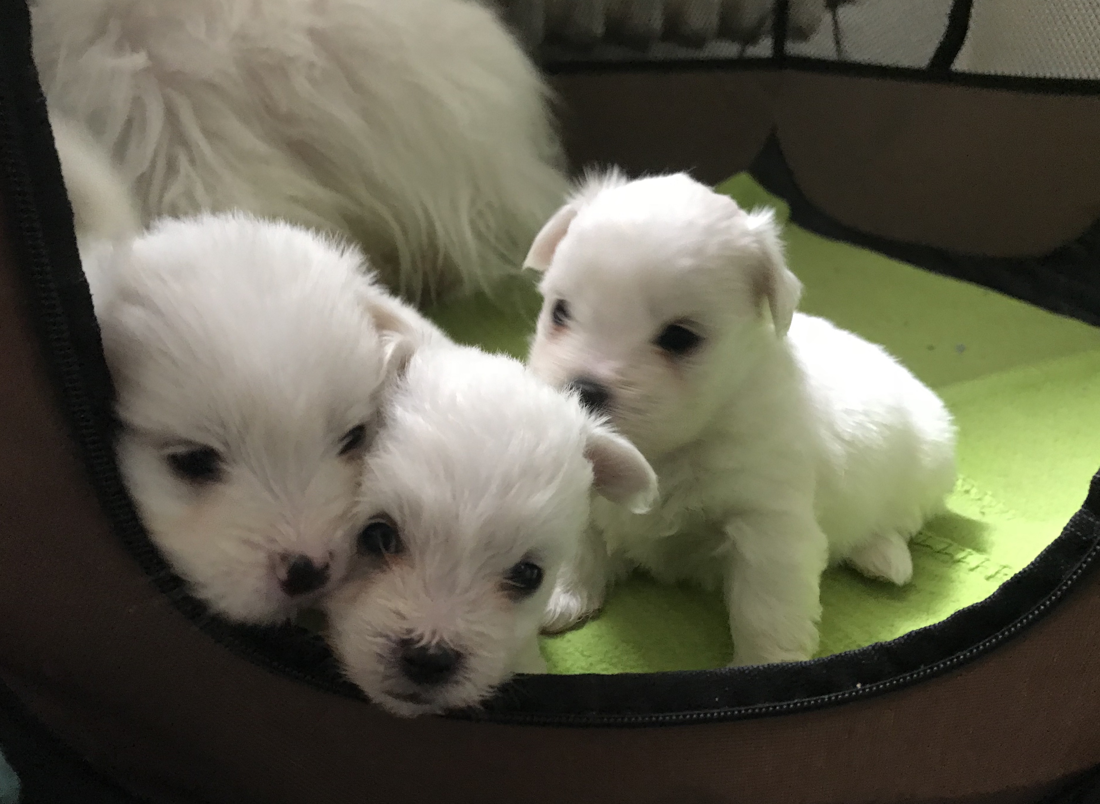 cuccioli Kissy 18 1 2018