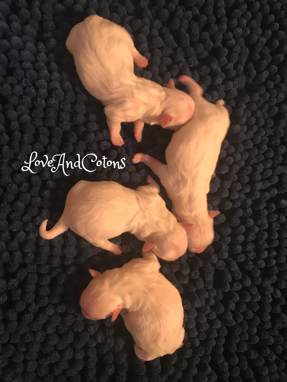 Cucciolata Coton de Tulear