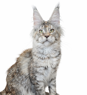 ChatGPT Image 5 janv. 2026, 16_37_03.png