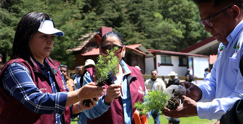 Inicia la restauración del Parque Nacional El Chico, tras plaga forestal.