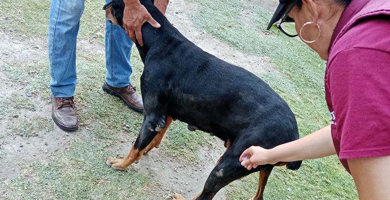 Hidalgo redobla esfuerzos para proteger a la población y a sus animales de compañía.