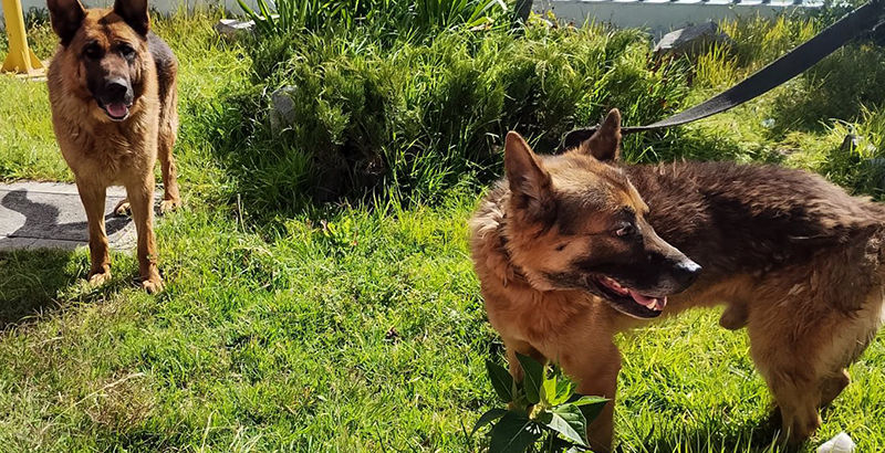 El Centro Veterinario de Pachuca resguardo a dos caninos victimas de agresión.