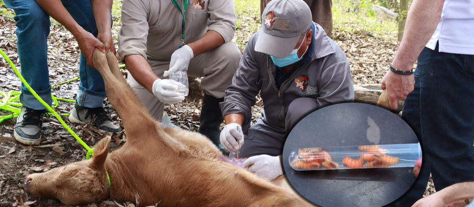 Atención oportuna y gratuita, clave para contener al gusano barrenador