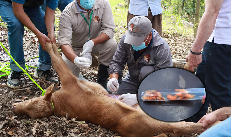 Atención oportuna y gratuita, clave para contener al gusano barrenador