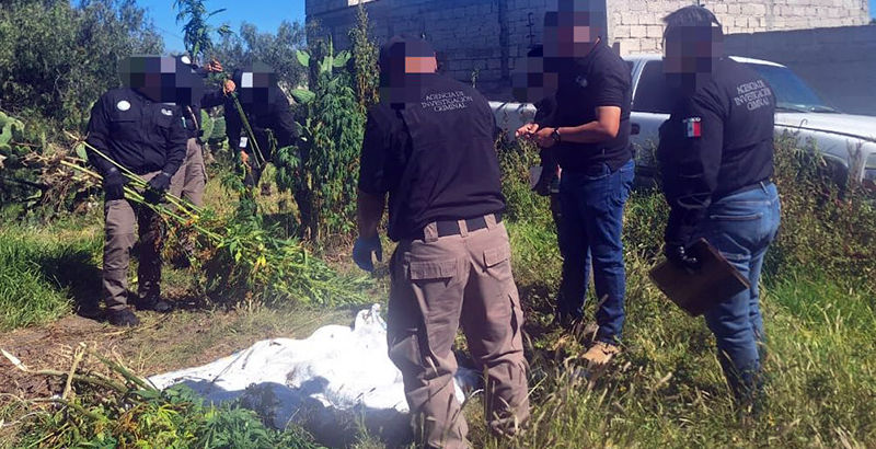 FGR Hidalgo asegura 237 plantas de Marihuana en el municipio de Zempoala.