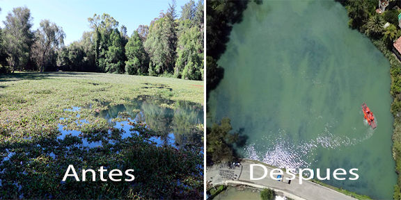 Hidalgo recupera la Presa Azul: retiran más de mil toneladas de lirio acuático en Huasca