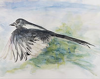Magpie.jpg