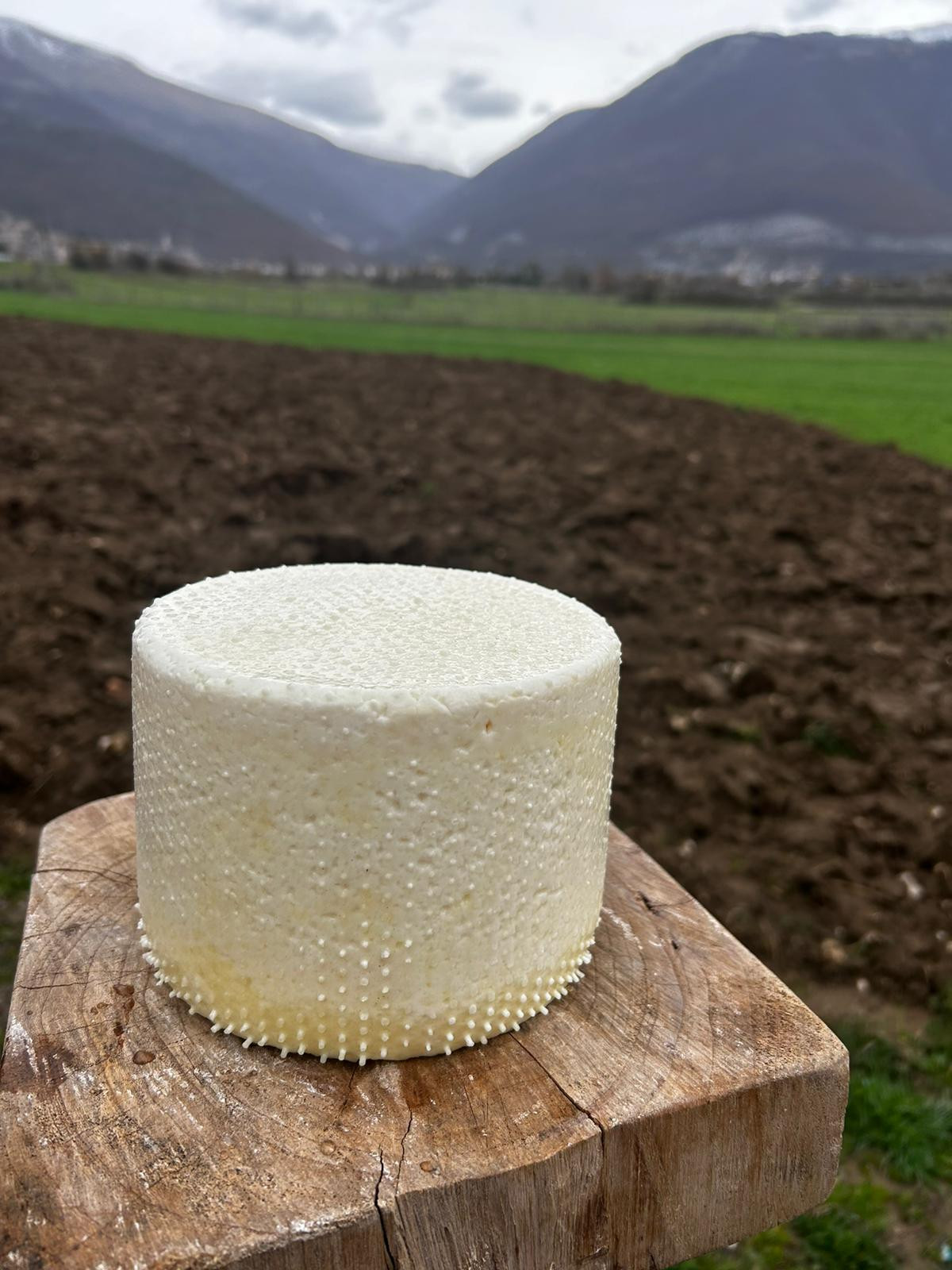 Formaggio pecorino Primosale 500g