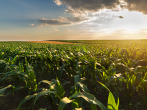 O Brasil precisa modernizar o seguro agrícola para garantir o futuro do campo