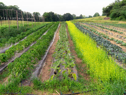 THIS WEEK IN SUSTAINABILITY: May 5th - May 11th, 2025