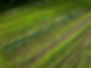 20240716-farmworkday-aerial-cj-2.jpg