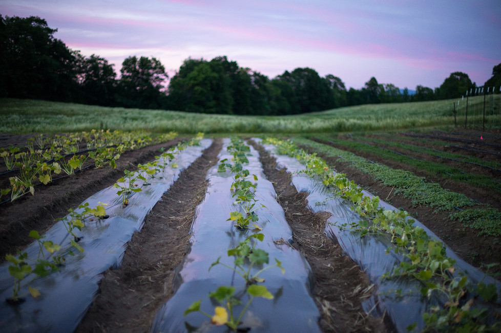 FARM Dartmouth Sustainability