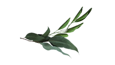 eucalyptus