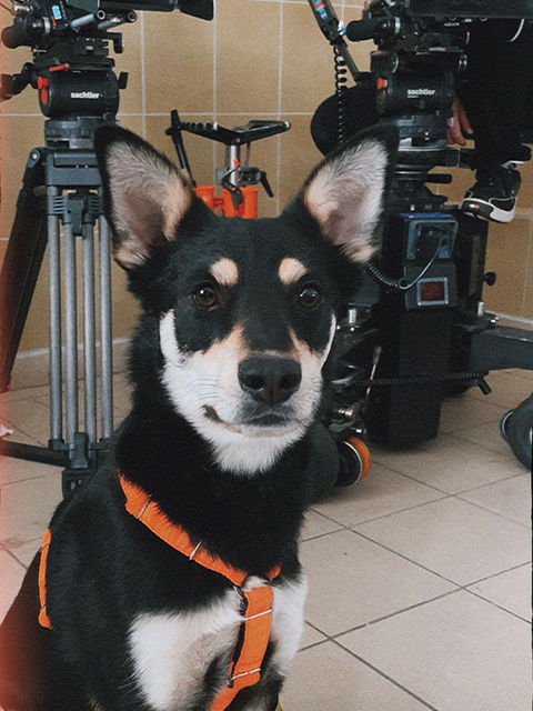 pies filmowy, pies na plany, psi aktor