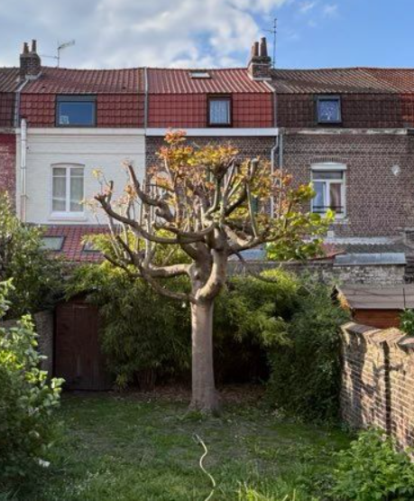 Arrière maison 1930 à Lille