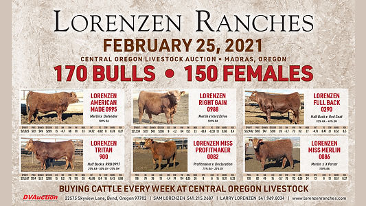 Livestock Auction yard  Central Oregon Livestock Auction  Madras