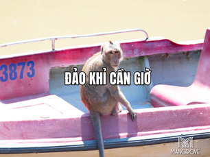 Đảo khỉ Cần Giờ: Cẩm nang tham quan chi tiết từ A-Z cho người mới