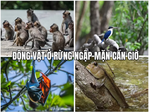 Động vật ở rừng ngập mặn Cần Giờ: Khám phá thế giới tự nhiên kỳ thú