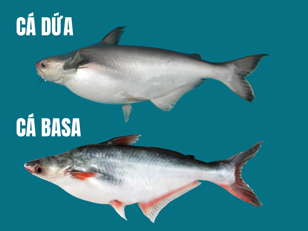 Cá tra và cá basa thường có thịt mềm hơn, béo hơn và không có độ săn chắc như cá dứa