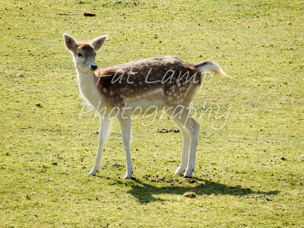 woods watermarked-1007