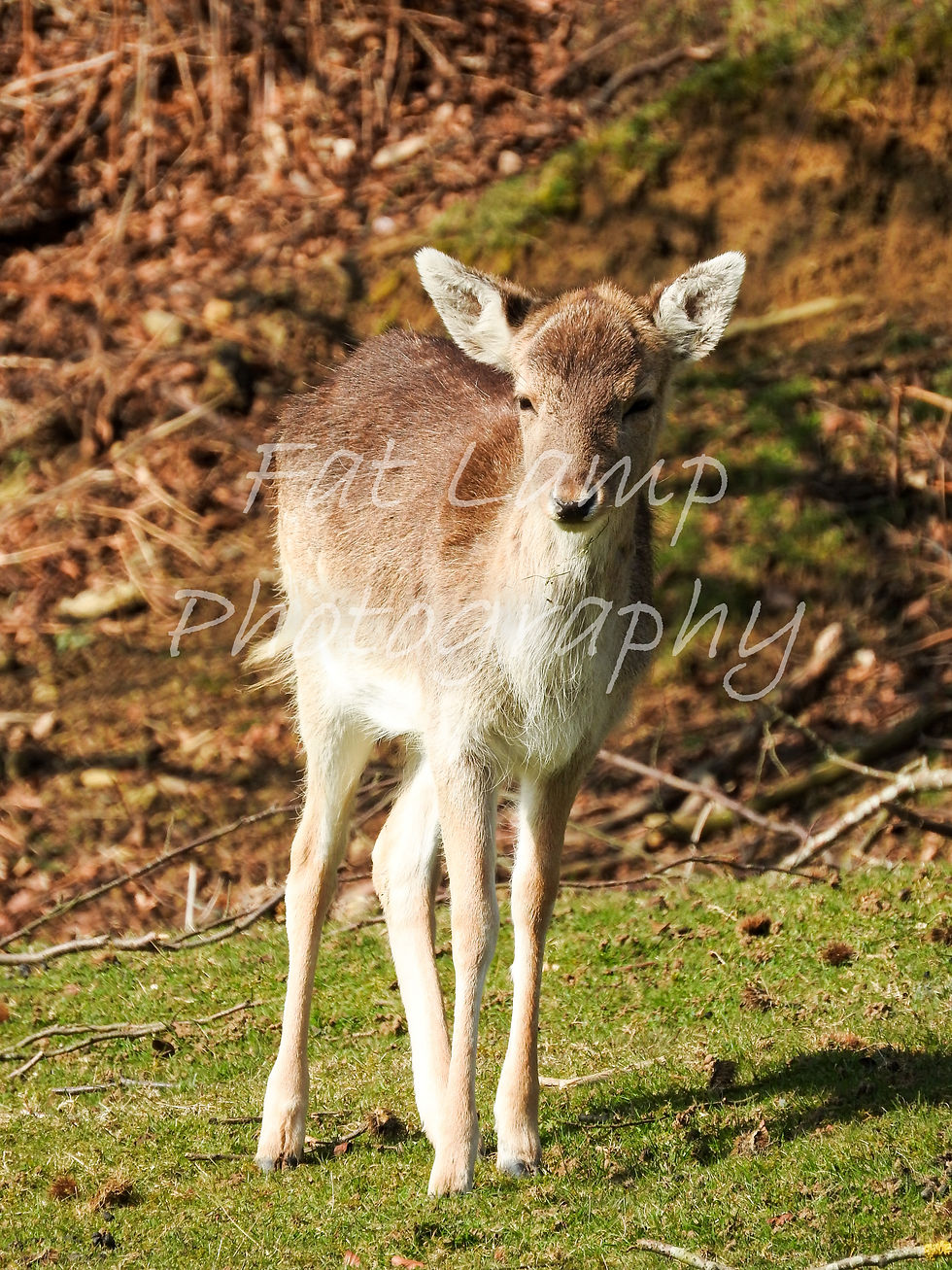 woods watermarked-1008