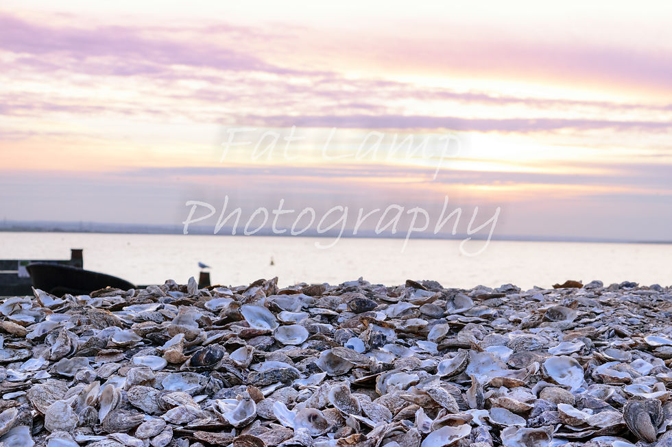 Oyster shells 18