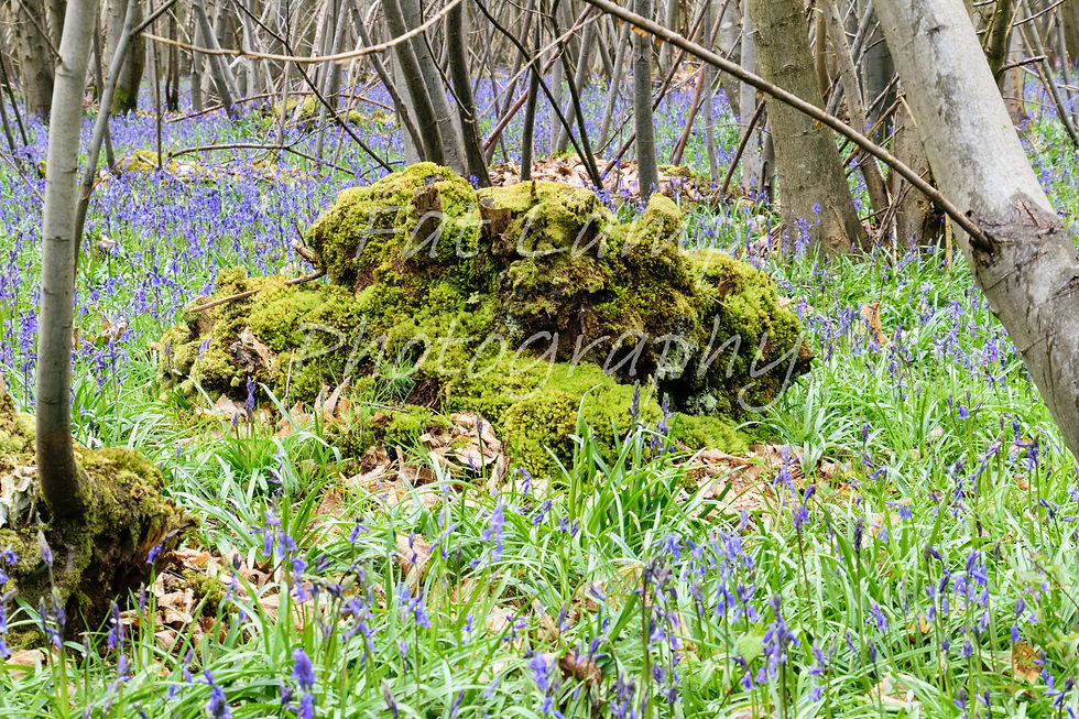 woods watermarked-1001