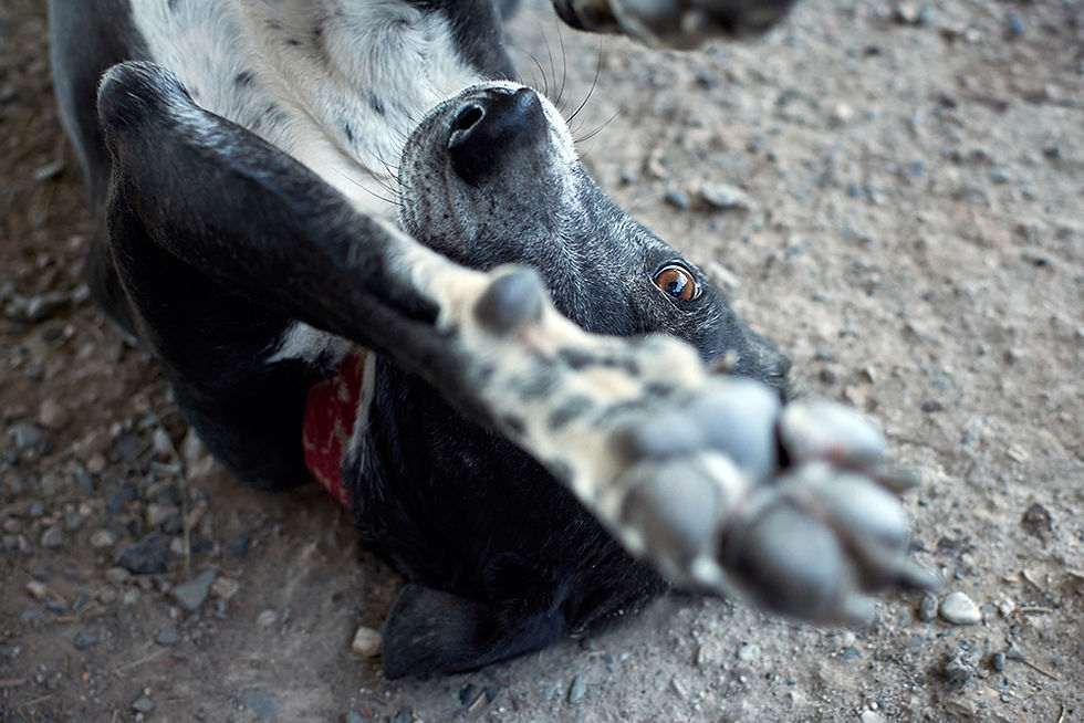 Close-up of a black dog's paws resting on the ground, highlighting the need for pet hygiene during allergy season.