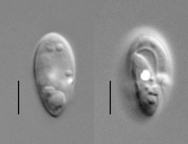 Psammosa pacifica