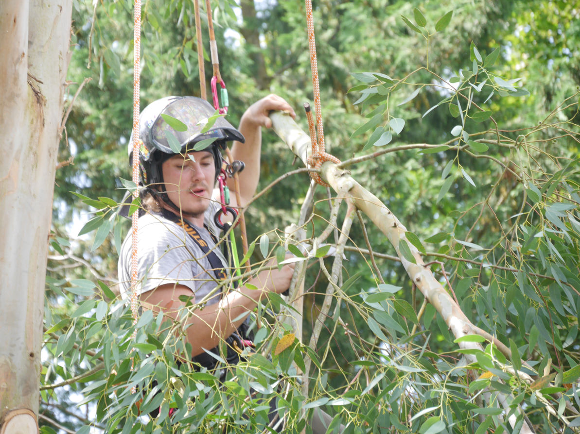 arborist chopping tree branches