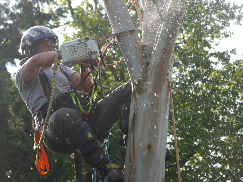 chainsaw being used to lop branches